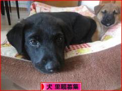 にほんブログ村 犬ブログ 犬 里親募集へ