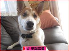 にほんブログ村 犬ブログ 犬 里親募集へ