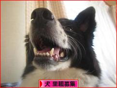 にほんブログ村 犬ブログ 犬 里親募集へ