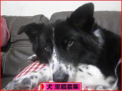 にほんブログ村 犬ブログ 犬 里親募集へ