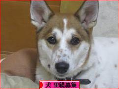 にほんブログ村 犬ブログ 犬 里親募集へ