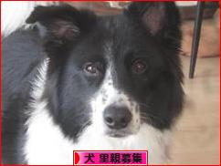 にほんブログ村 犬ブログ 犬 里親募集へ