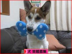 にほんブログ村 犬ブログ 犬 里親募集へ
