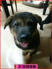 にほんブログ村 犬ブログ 犬 里親募集へ