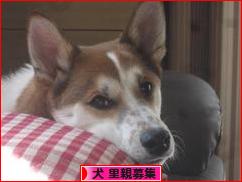にほんブログ村 犬ブログ 犬 里親募集へ
