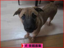 にほんブログ村 犬ブログ 犬 里親募集へ