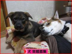 にほんブログ村 犬ブログ 犬 里親募集へ