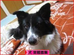 にほんブログ村 犬ブログ 犬 里親募集へ