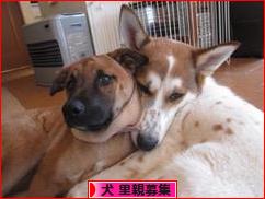 にほんブログ村 犬ブログ 犬 里親募集へ