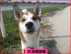 にほんブログ村 犬ブログ 犬 里親募集へ