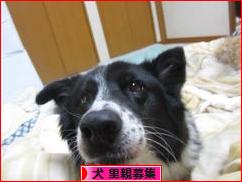 にほんブログ村 犬ブログ 犬 里親募集へ