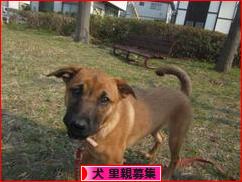 にほんブログ村 犬ブログ 犬 里親募集へ