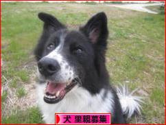 にほんブログ村 犬ブログ 犬 里親募集へ