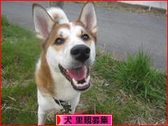 にほんブログ村 犬ブログ 犬 里親募集へ