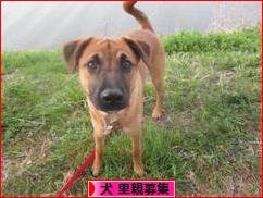 にほんブログ村 犬ブログ 犬 里親募集へ