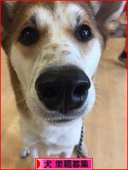 にほんブログ村 犬ブログ 犬 里親募集へ