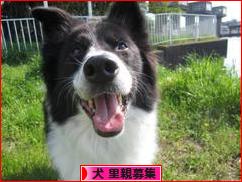 にほんブログ村 犬ブログ 犬 里親募集へ