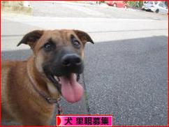 にほんブログ村 犬ブログ 犬 里親募集へ