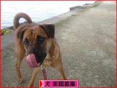 にほんブログ村 犬ブログ 犬 里親募集へ