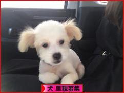 にほんブログ村 犬ブログ 犬 里親募集へ