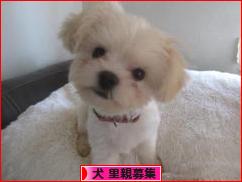 にほんブログ村 犬ブログ 犬 里親募集へ