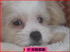 にほんブログ村 犬ブログ 犬 里親募集へ