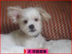 にほんブログ村 犬ブログ 犬 里親募集へ