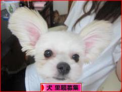 にほんブログ村 犬ブログ 犬 里親募集へ