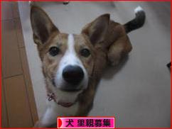 にほんブログ村 犬ブログ 犬 里親募集へ