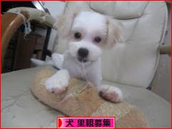 にほんブログ村 犬ブログ 犬 里親募集へ