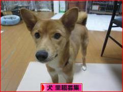 にほんブログ村 犬ブログ 犬 里親募集へ