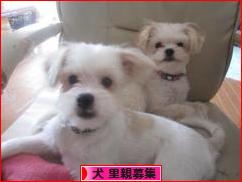 にほんブログ村 犬ブログ 犬 里親募集へ