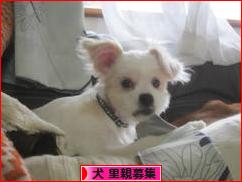 にほんブログ村 犬ブログ 犬 里親募集へ