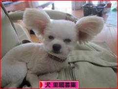 にほんブログ村 犬ブログ 犬 里親募集へ