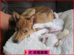 にほんブログ村 犬ブログ 犬 里親募集へ