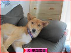 にほんブログ村 犬ブログ 犬 里親募集へ