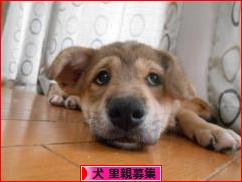 にほんブログ村 犬ブログ 犬 里親募集へ