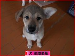 にほんブログ村 犬ブログ 犬 里親募集へ