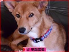 にほんブログ村 犬ブログ 犬 里親募集へ
