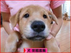 にほんブログ村 犬ブログ 犬 里親募集へ