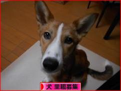 にほんブログ村 犬ブログ 犬 里親募集へ