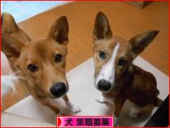 にほんブログ村 犬ブログ 犬 里親募集へ