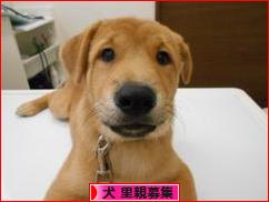 にほんブログ村 犬ブログ 犬 里親募集へ