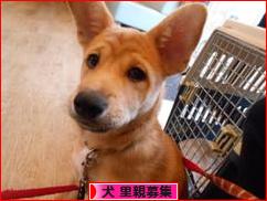 にほんブログ村 犬ブログ 犬 里親募集へ