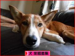 にほんブログ村 犬ブログ 犬 里親募集へ