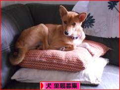 にほんブログ村 犬ブログ 犬 里親募集へ