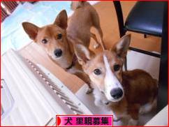 にほんブログ村 犬ブログ 犬 里親募集へ