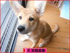 にほんブログ村 犬ブログ 犬 里親募集へ