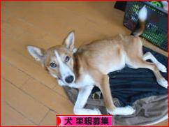 にほんブログ村 犬ブログ 犬 里親募集へ