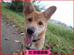 にほんブログ村 犬ブログ 犬 里親募集へ